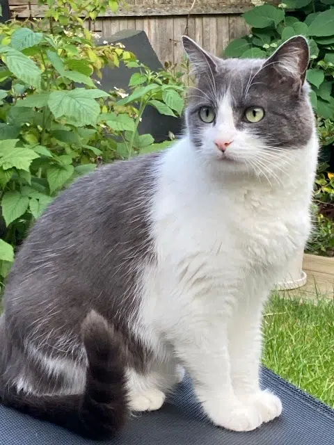 chatte lost   95450 Longuesse Milcka