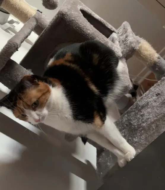 chatte lost   95320 Saint-Leu-la-Forêt Mimi