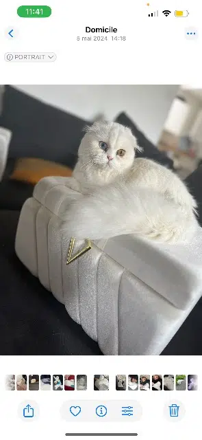 chatte lost   95870 Bezons Mimi