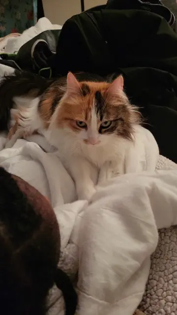 chatte lost   95610 Éragny Mimi