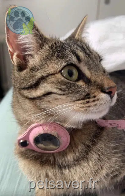 chatte lost   95160 Montmorency Mina