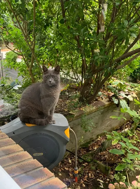 chatte lost   95130 Le Plessis-Bouchard Minette