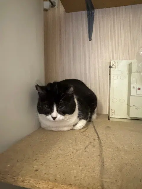 chatte lost   95550 Bessancourt Minette