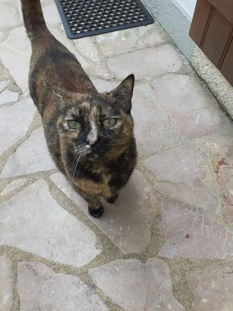 chatte lost   95600 Eaubonne Minette