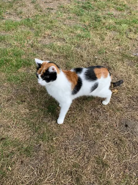 chatte lost   95400 Villiers-le-Bel Minette
