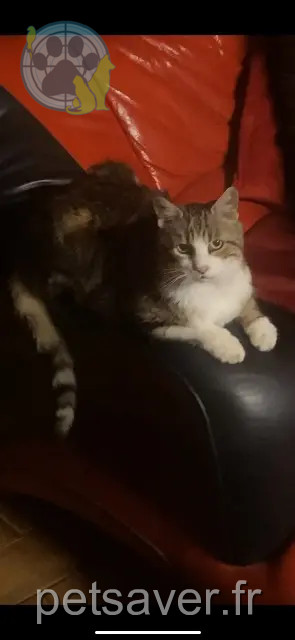 Katze vermisst 95280 Jouy-le-Moutier Minou Katze lost 95280 Jouy-le-Moutier Minou