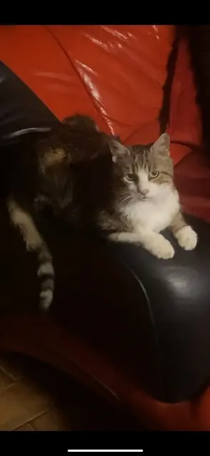 chatte lost   95280 Jouy-le-Moutier Minou