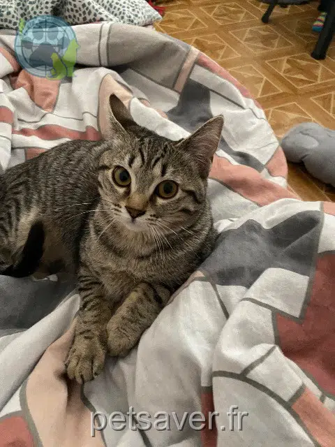 chatte lost   95400 Villiers-le-Bel Momo