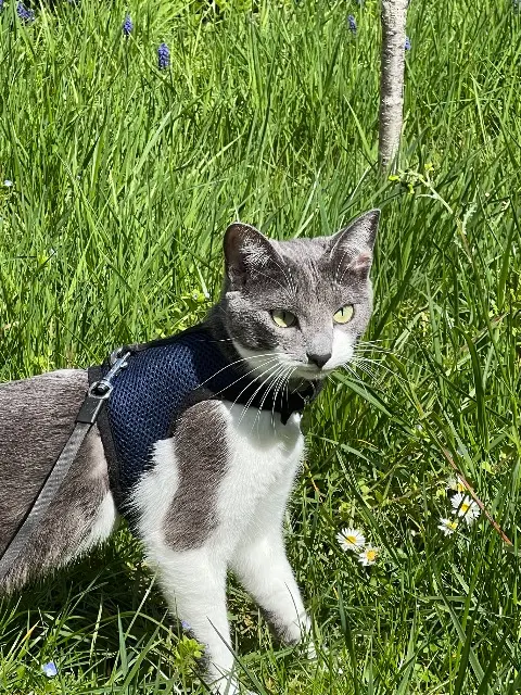 Katze vermisst Pontoise Mona Katze lost Pontoise Mona