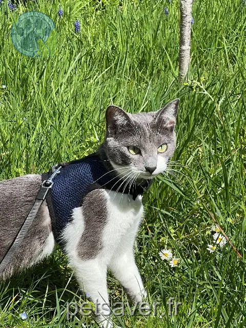 kat vermist Pontoise Mona kat lost Pontoise Mona