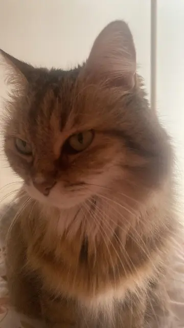 chatte lost   95320 Saint-Leu-la-Forêt Mousse