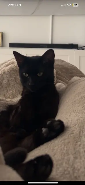 chatte lost   95110 Sannois Nala / Pandora