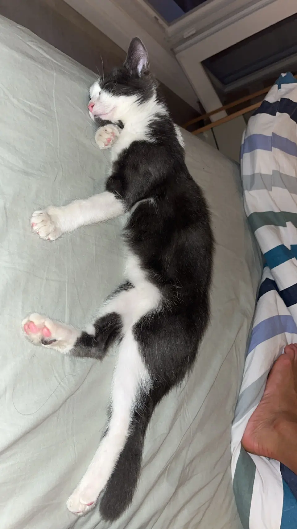 Chatte Perdue 95 Val-d'Oise - Nala Chatte Perdue 95 Val-d'Oise - Nala