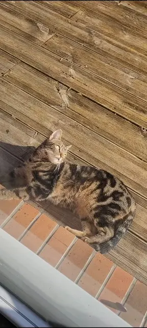 chatte lost   95540 Méry-sur-Oise Nala