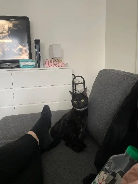 chatte lost   95380 Louvres Nala