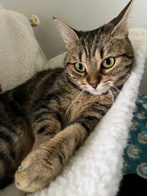 chatte lost   95620 Parmain Nami