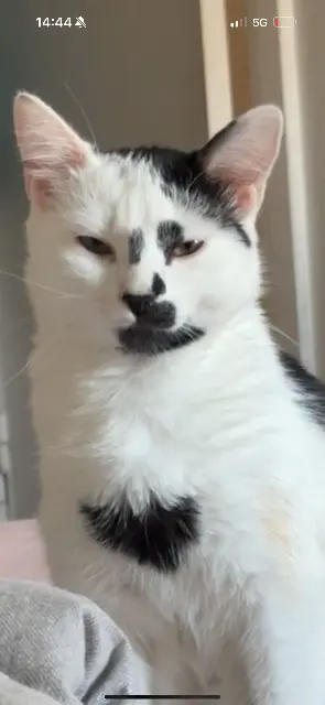 chatte lost    Pontoise NAMMY