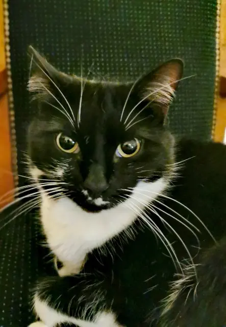 chatte lost   95870 Bezons Naya