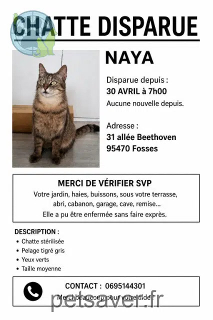 cat lost   95470 Fosses Naya