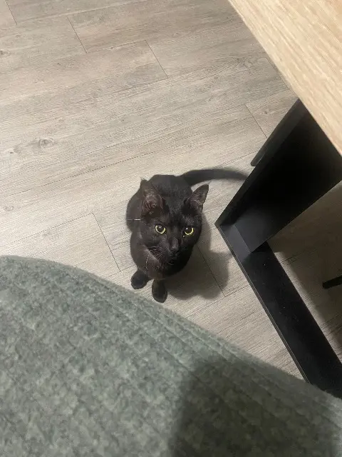 chatte lost   95380 Louvres Nela