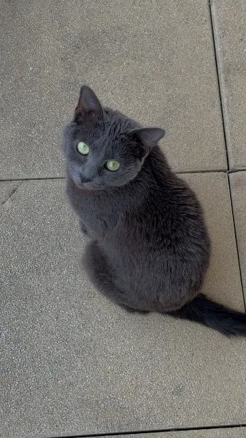 chatte lost    Cergy Nicky