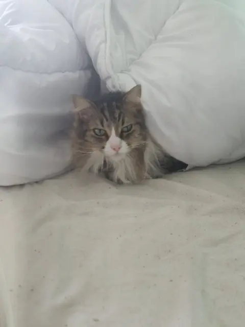 chatte lost   95610 Éragny Ombre