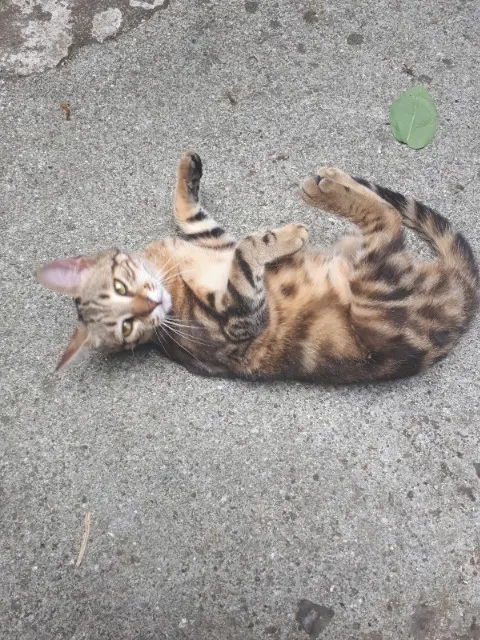 chatte lost   95410 Groslay Opale
