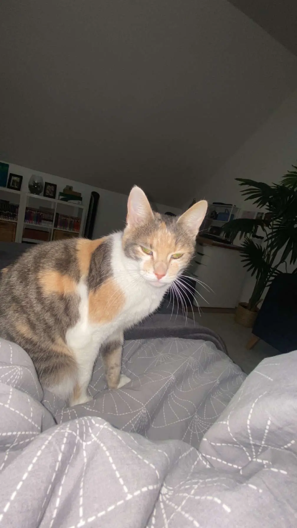 Chatte Perdue 95 Val-d'Oise - Poppy Chatte Perdue 95 Val-d'Oise - Poppy