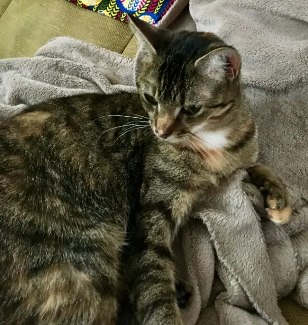 chatte lost   95220 Herblay-sur-Seine Poupette