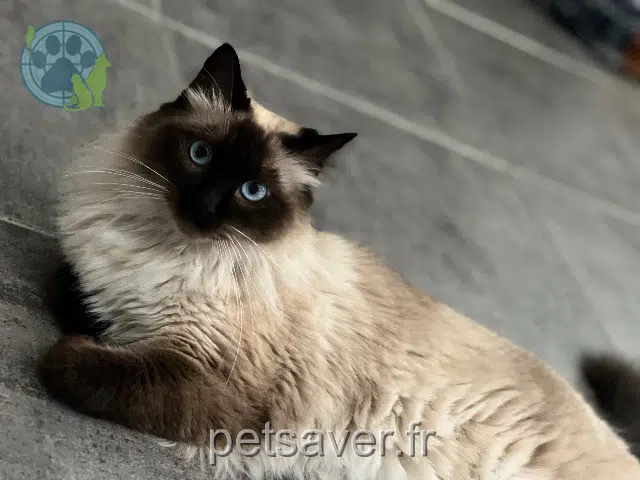 kat vermist 95870 Bezons Queen kat lost 95870 Bezons Queen