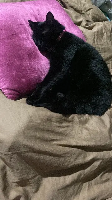 chatte lost   95310 Saint-Ouen-l'Aumône Robin