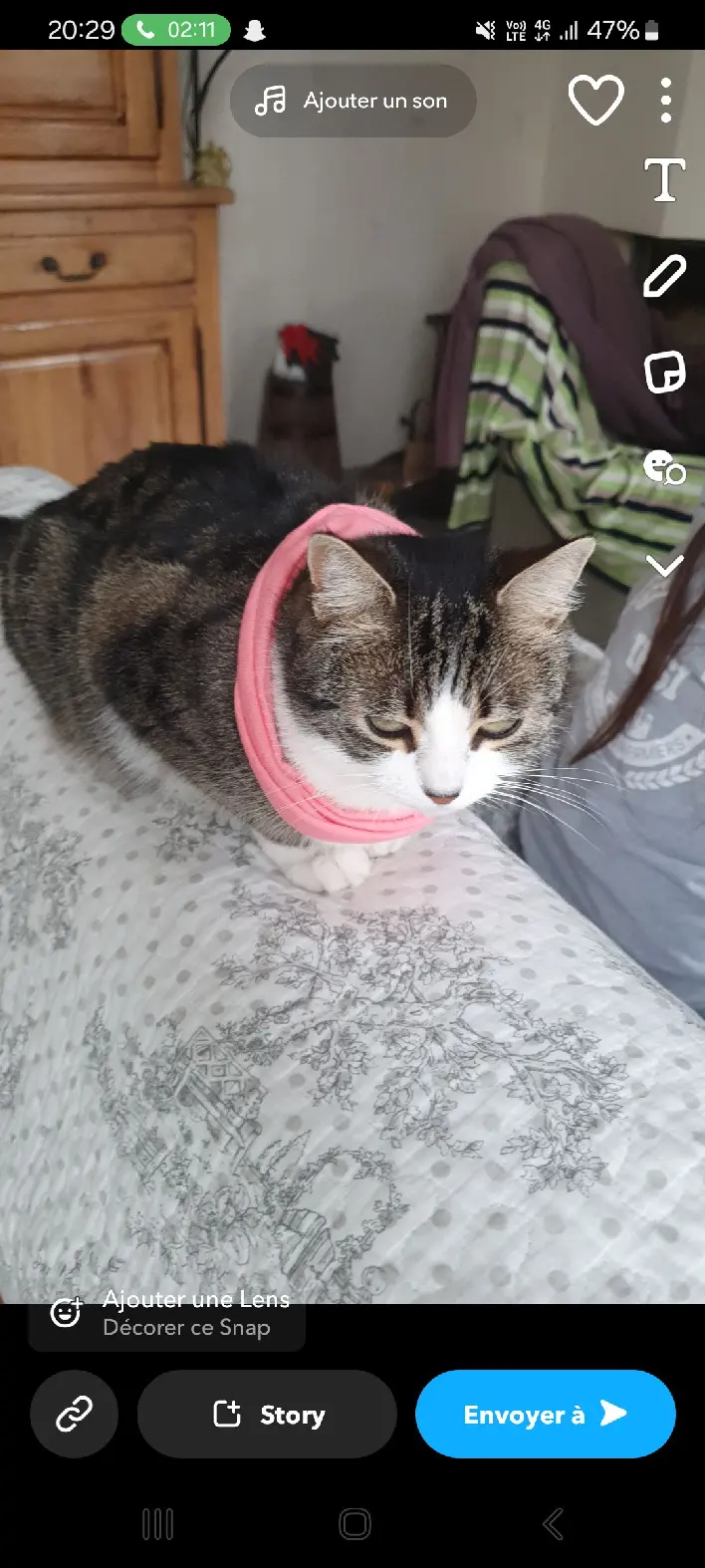 Chatte Perdue 95 Val-d'Oise - Sansa Chatte Perdue 95 Val-d'Oise - Sansa