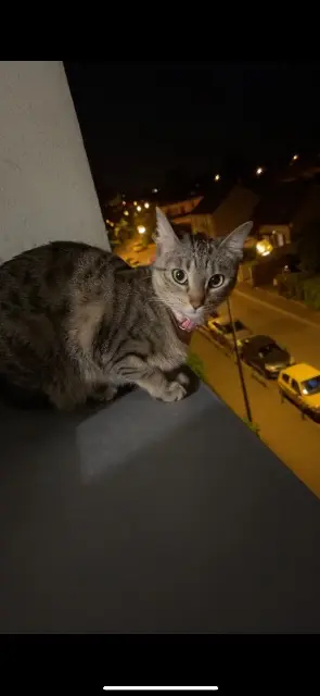 chatte lost   95190 Goussainville Savannah