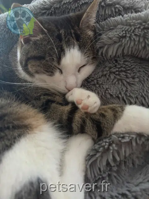 chatte lost    Pontoise Scotty