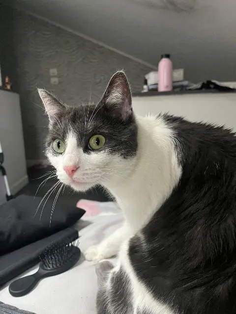 chatte lost   95600 Eaubonne Seth