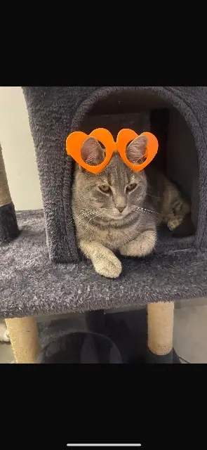 chatte lost   95380 Villeron Shanel