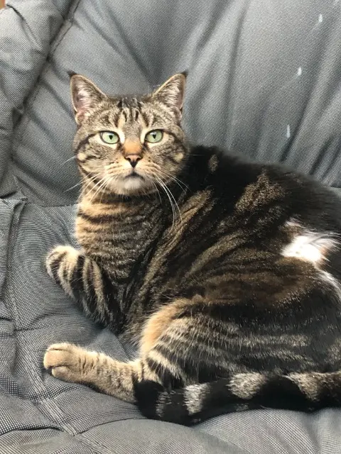 chatte lost   95220 Herblay-sur-Seine Sissi