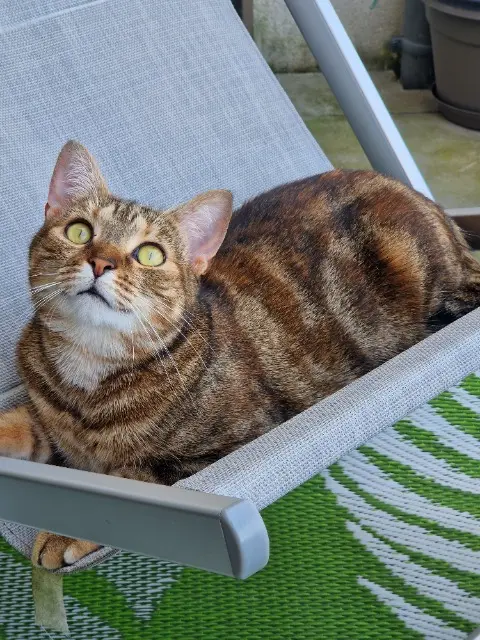 chatte lost   95290 L'Isle-Adam Smoukie