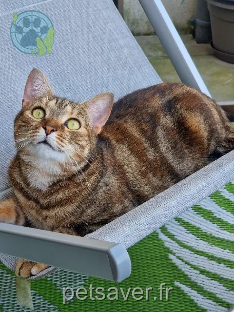 chatte perdue 95290 L'Isle-Adam Smoukie chatte lost 95290 L'Isle-Adam Smoukie