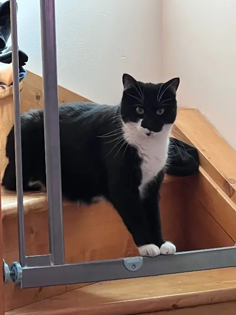 chatte lost   95500 Le Thillay Socks