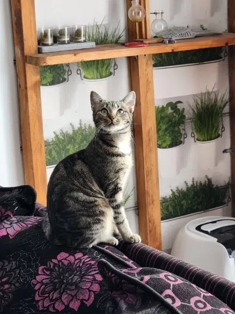 chatte lost   95600 Eaubonne Soniacroquette