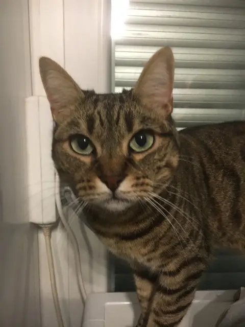 chatte lost   95680 Montlignon Soraya