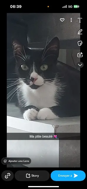 chatte lost   95360 Montmagny Sweety