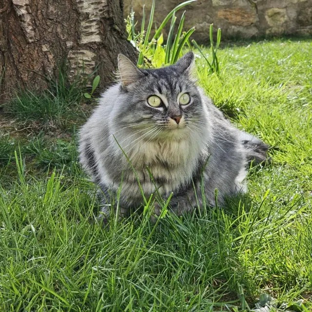 chatte lost   95800 Courdimanche Sybelle