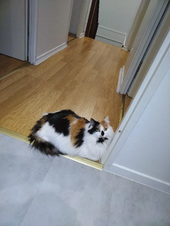 Chatte Perdue 95 Val-d'Oise - Tania Chatte Perdue 95 Val-d'Oise - Tania