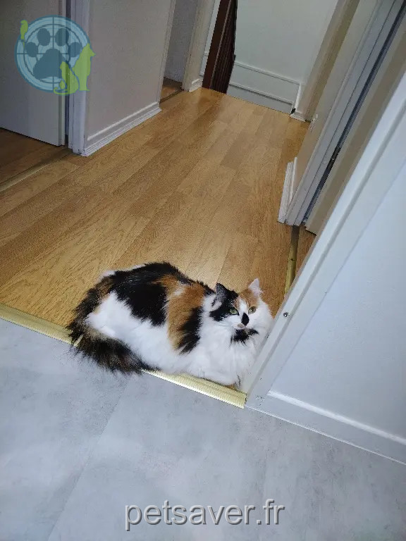 Chatte Perdue 95 Val-d'Oise - Tania Chatte Perdue 95 Val-d'Oise - Tania