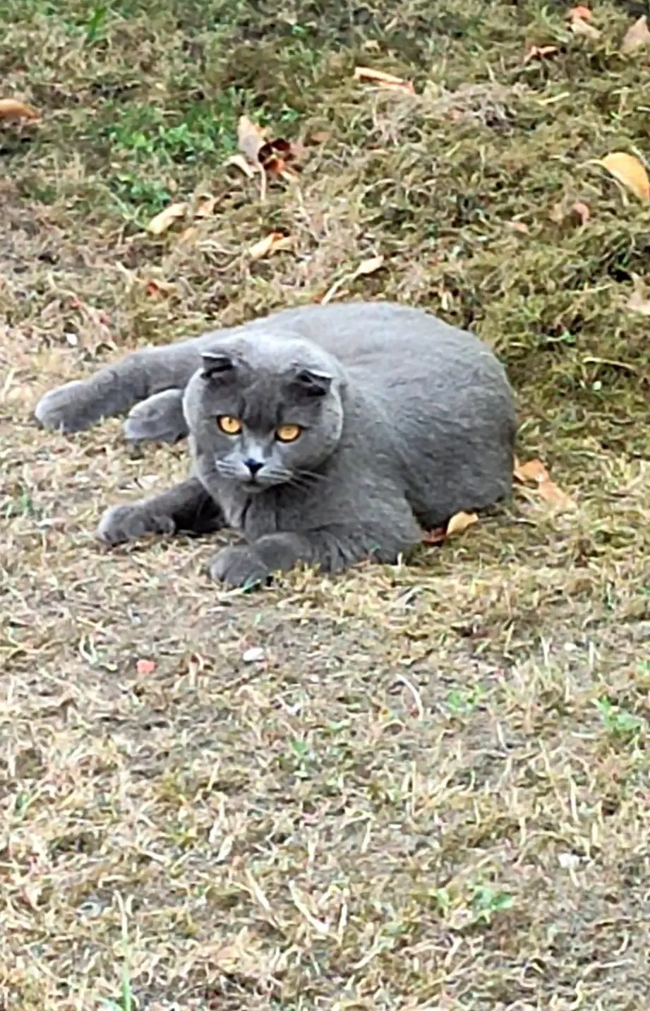 Chatte Perdue 95 Val-d'Oise - Tessie Chatte Perdue 95 Val-d'Oise - Tessie
