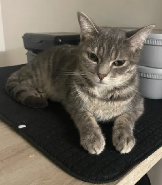 chatte lost   95200 Sarcelles Théa