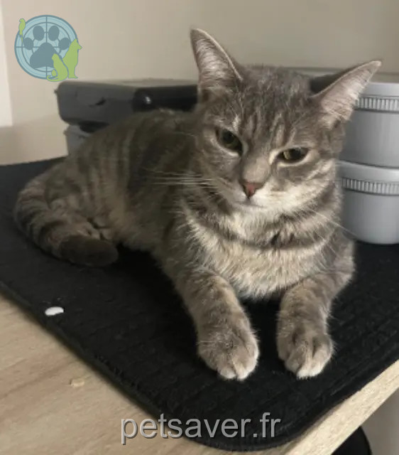 chatte perdue 95200 Sarcelles Théa chatte lost 95200 Sarcelles Théa