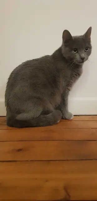 chatte lost   95120 Ermont Toumai